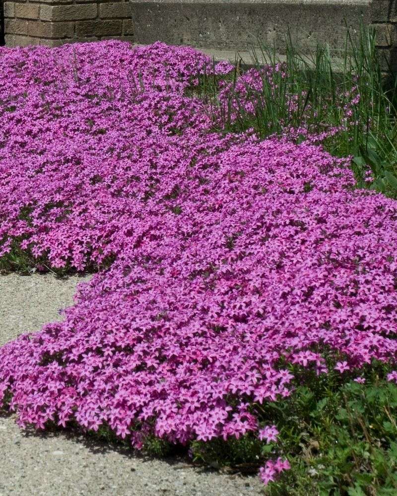 Creeping Phlox Performs Best In Full Sun Creeping Phlox Performs Best In Full Sun
