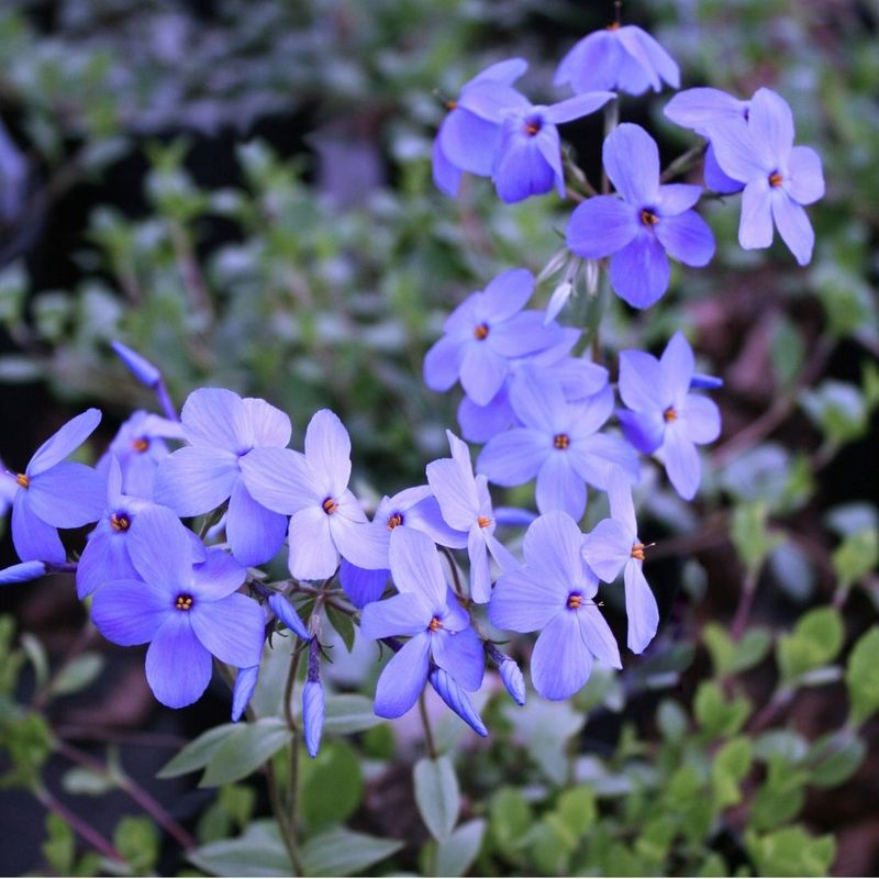 Creeping Phlox Softens Shaded Woodland Slopes