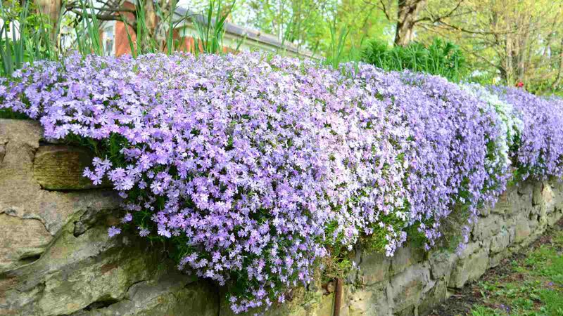 Creeping Phlox Softens Woodland Edges