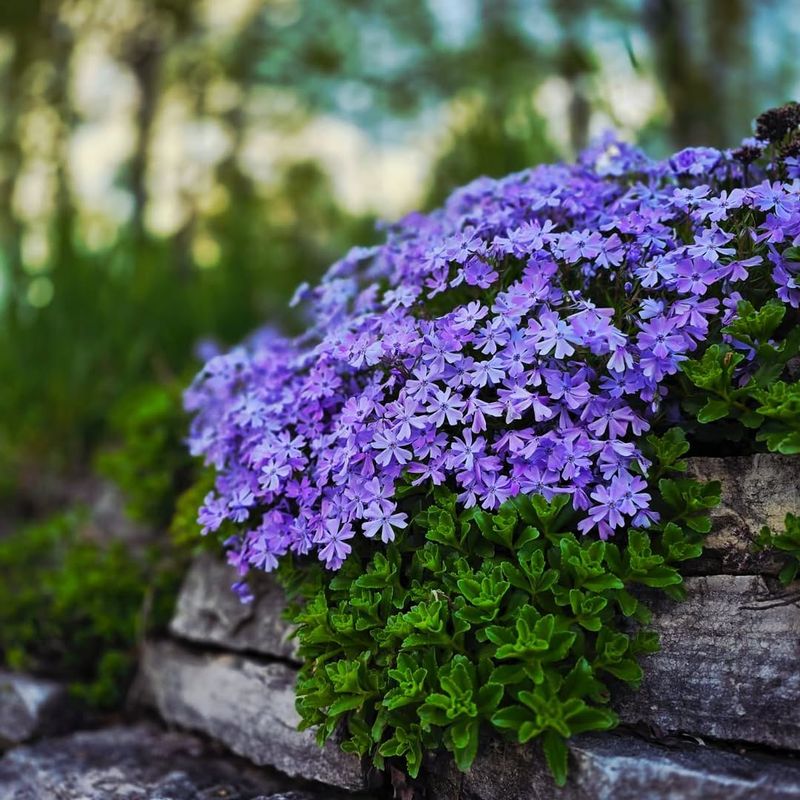 Creeping Phlox Spreads Across Borders With Seasonal Blooms Creeping Phlox Spreads Across Borders With Seasonal Blooms