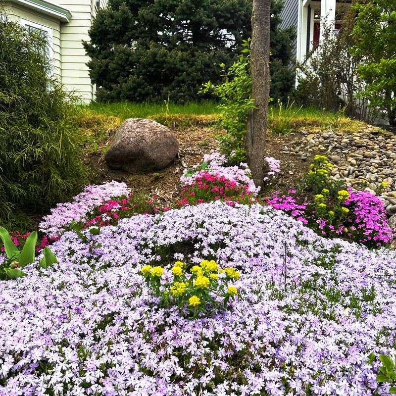 Creeping Phlox Spreads Into A Colorful Living Carpet