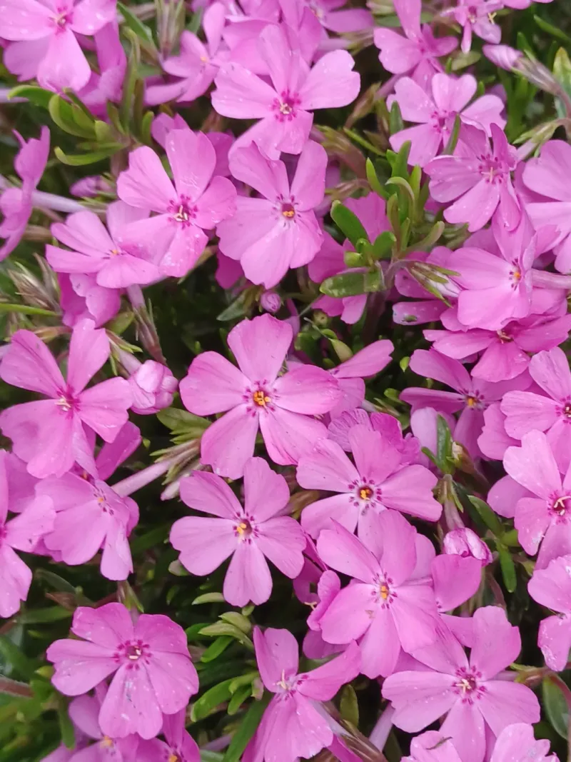 Creeping Phlox Creeping Phlox