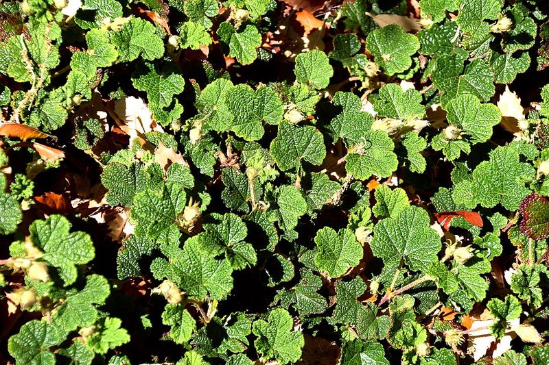 Creeping Raspberry Takes The Pressure Off Sloped Areas Creeping Raspberry Takes The Pressure Off Sloped Areas