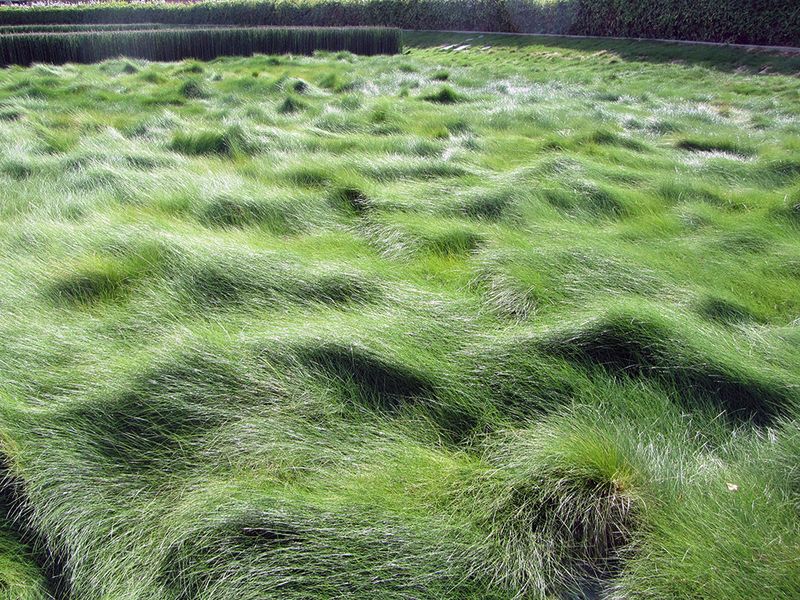 Creeping Red Fescue Fits Shadier Lawn Replacements