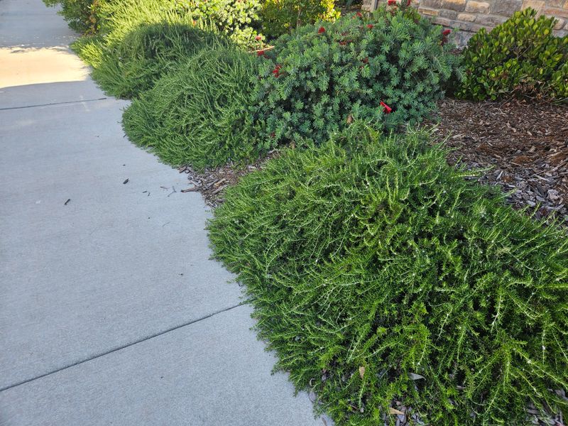 Creeping Rosemary Softens Hot Gravel Edges