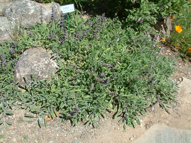 Creeping Sage Covers Dry Garden Edges