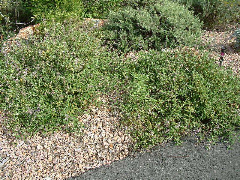 Creeping Sage Covers Dry Soil With Fragrant Leaves Creeping Sage Covers Dry Soil With Fragrant Leaves