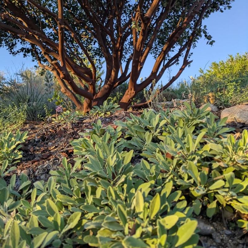 Creeping Sage Covers Hot Sunny Soil Creeping Sage Covers Hot Sunny Soil