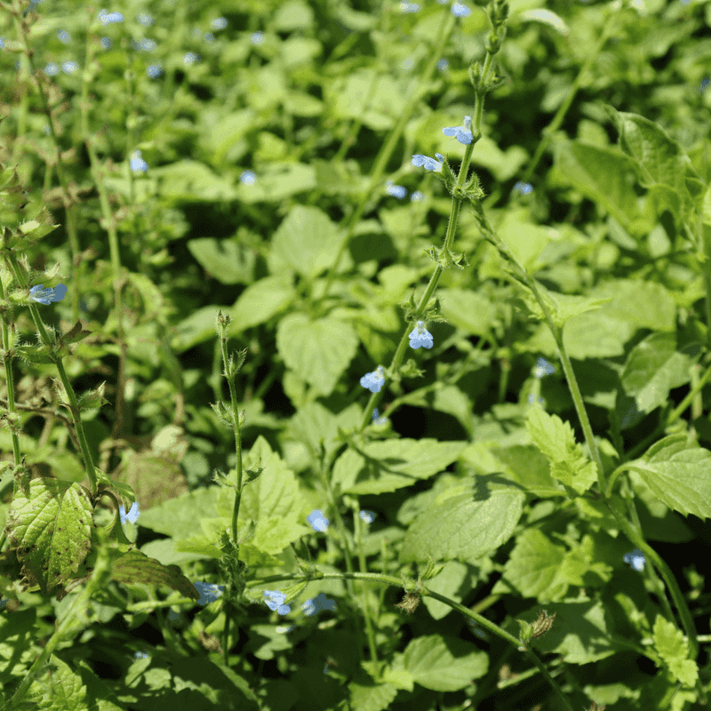 Creeping Sage Edges Shady Walkways With Low Native Green Creeping Sage Edges Shady Walkways With Low Native Green