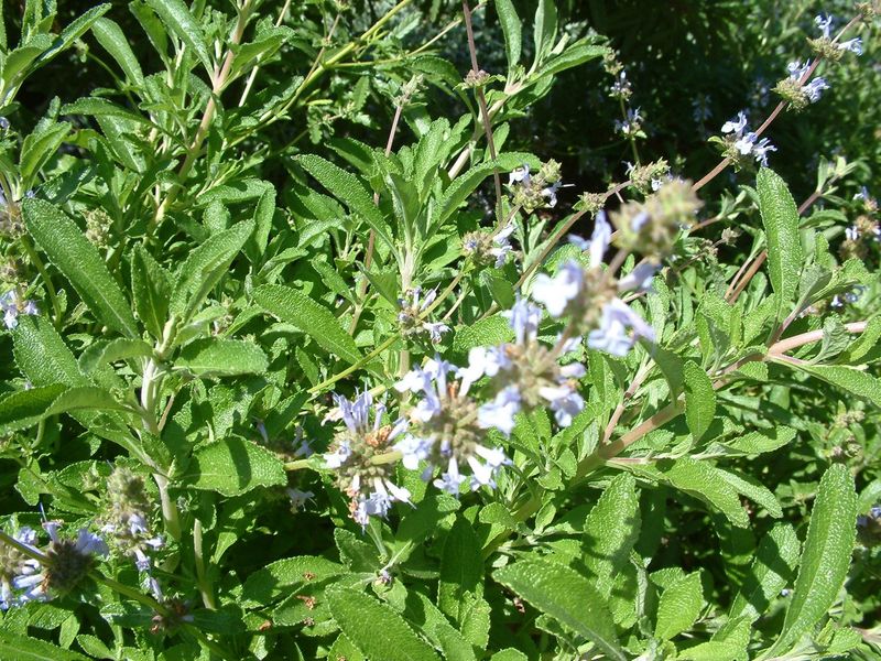 Creeping Sage Fills Dry Gaps With Native Fragrance