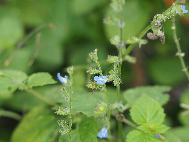 Creeping Sage Finishes Shady Path Edges With Low Native Cover