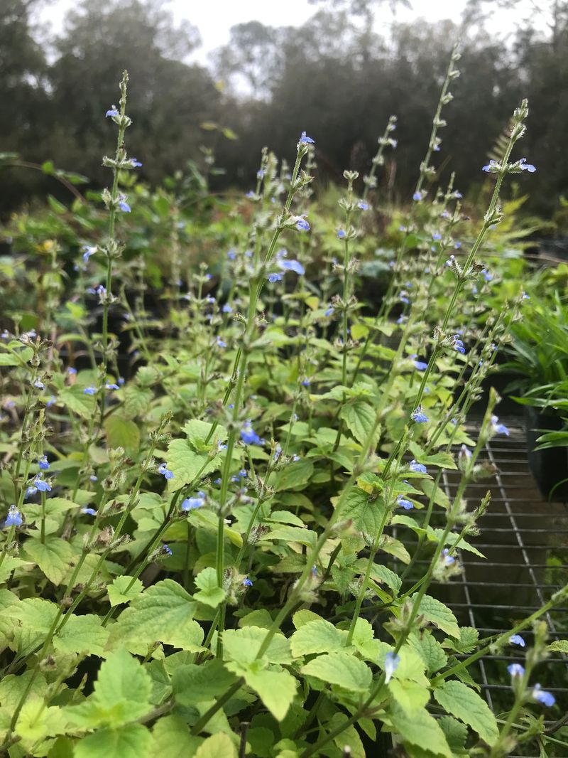 Creeping Sage Replaces Bare Shade With Quiet Green