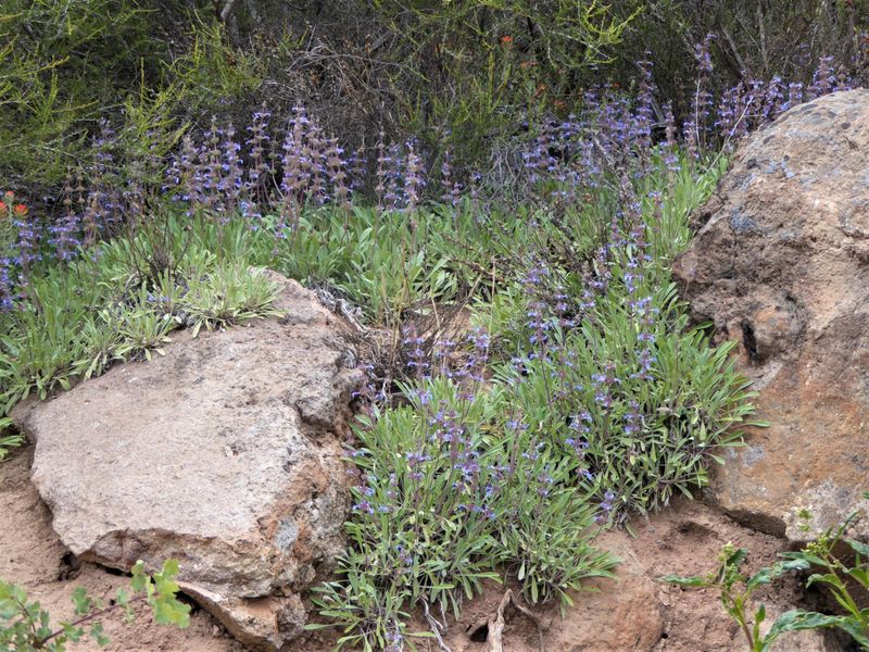 Creeping Sage Softens Dry Garden Beds