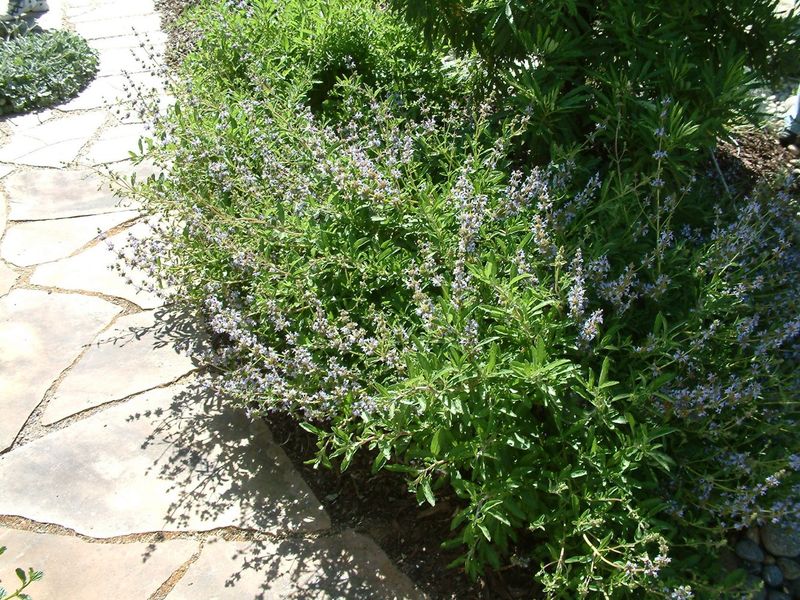 Creeping Sage Softens Full-Sun Beds With Fragrant Foliage