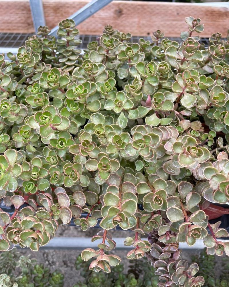 Creeping Sedum Creeping Sedum