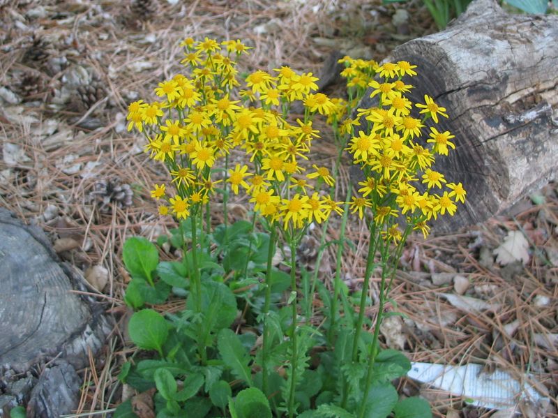 Creeping Shoots Help It Spread Naturally Creeping Shoots Help It Spread Naturally