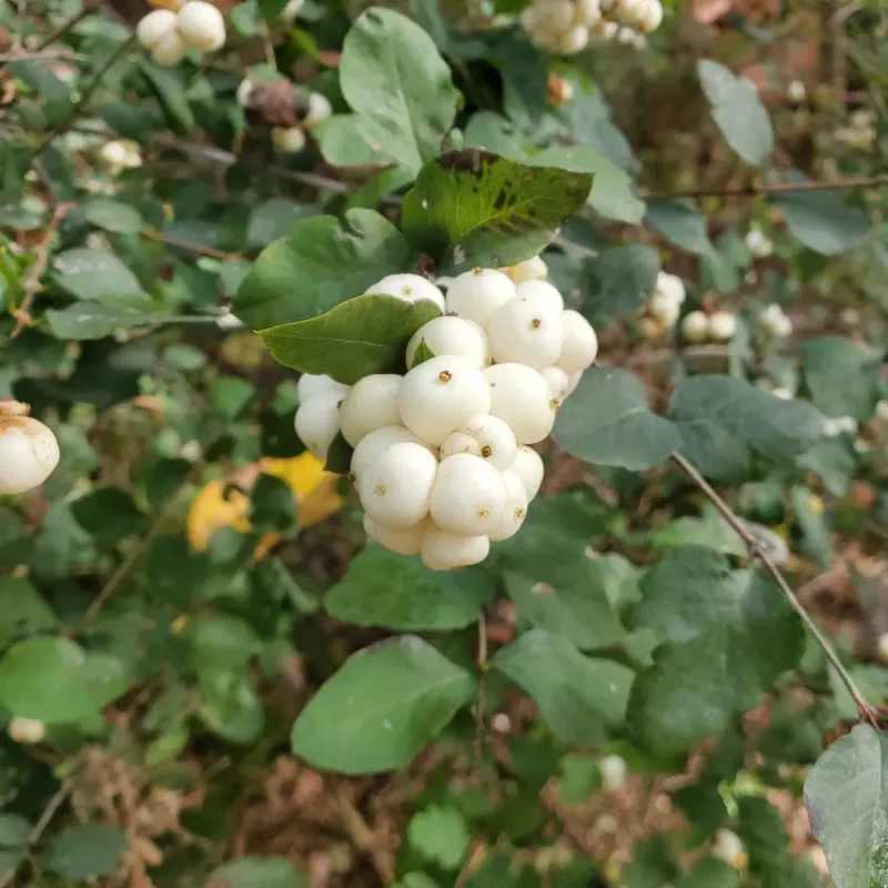 Creeping Snowberry Softens Low Borders Naturally