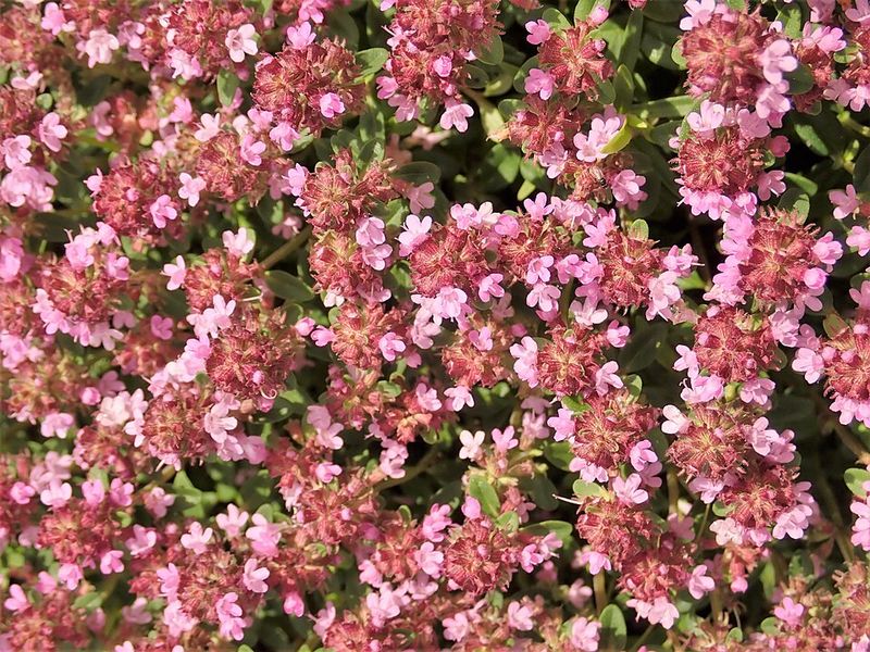 Creeping Thyme Creeping Thyme