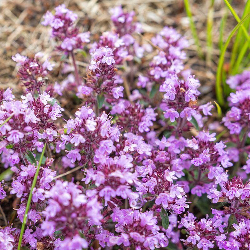 Creeping Thyme