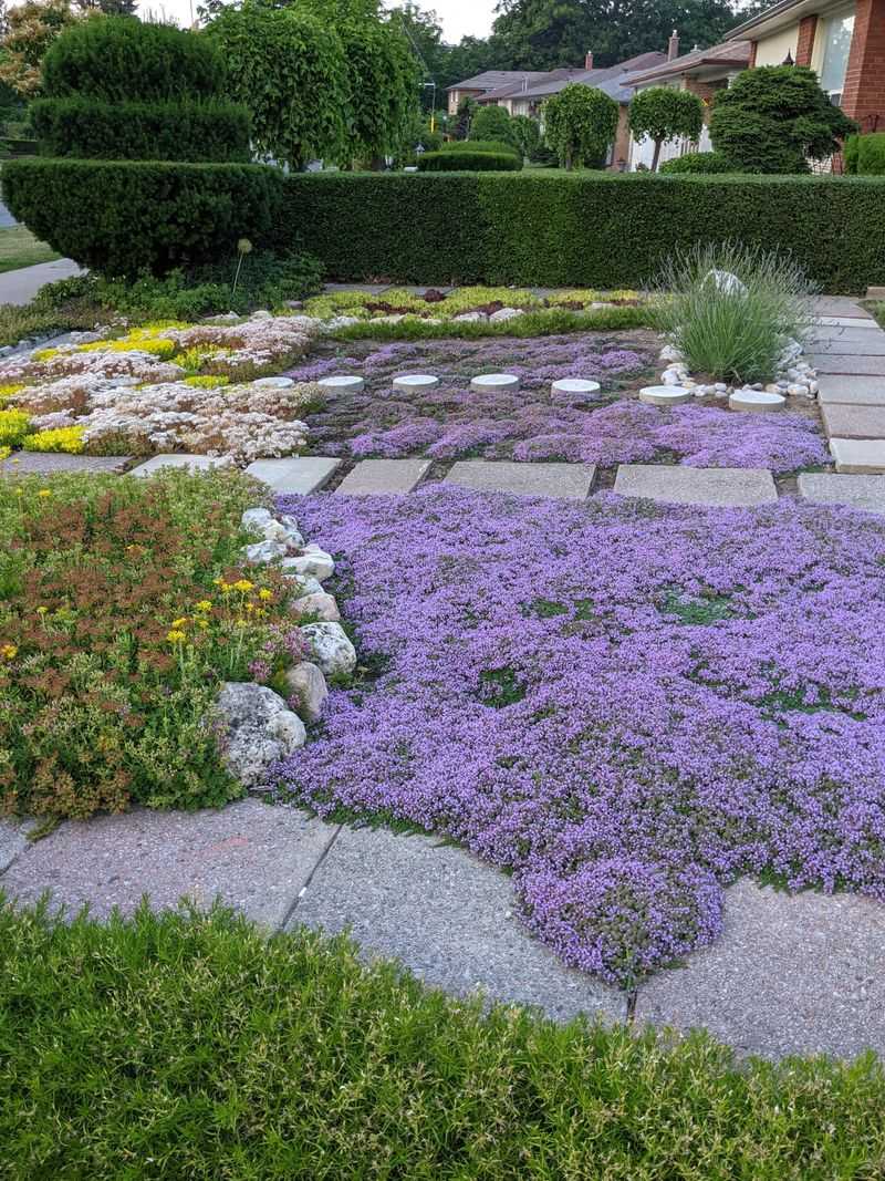 Creeping Thyme Fills Sunny Gaps Fast