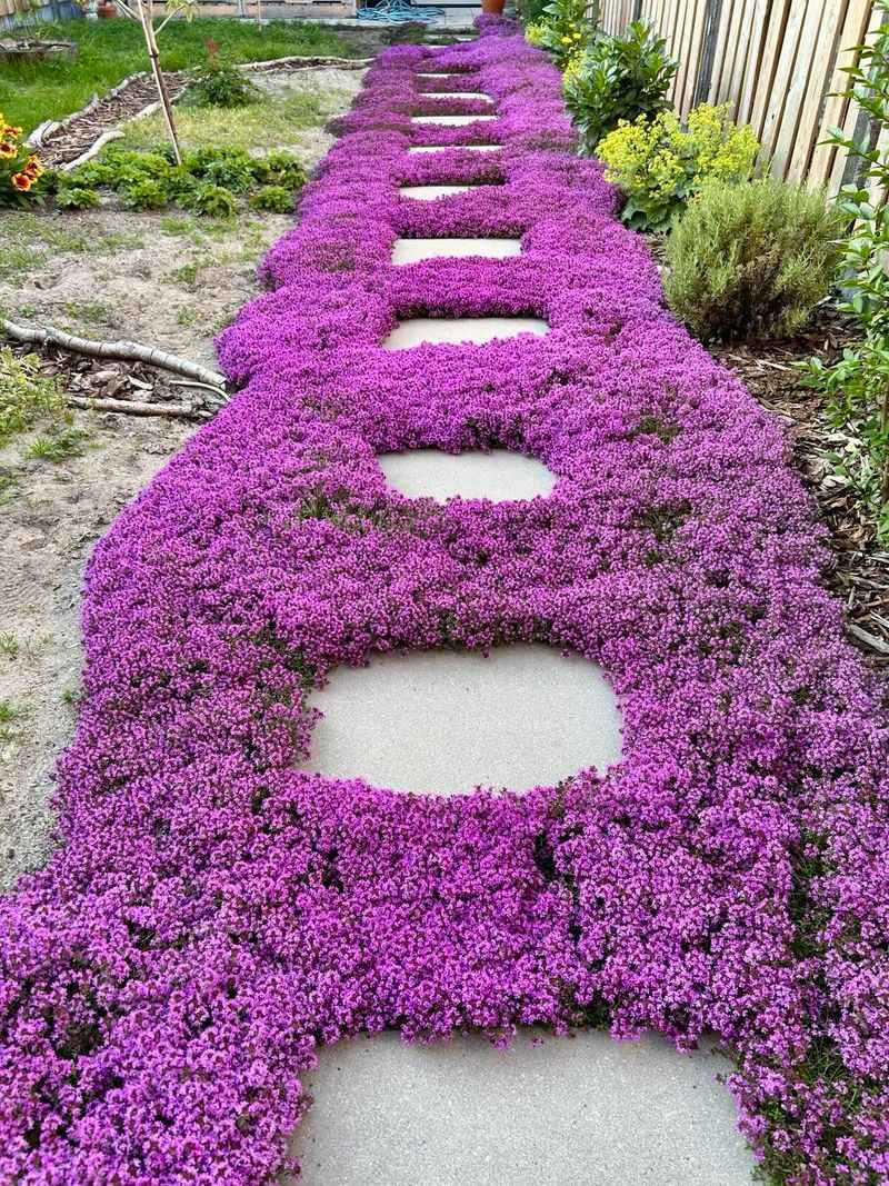 Creeping Thyme Fits Sunny Spots Where Grass Struggles