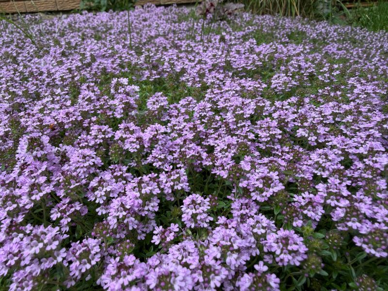 Creeping Thyme Softens Paths And Bed Edges Creeping Thyme Softens Paths And Bed Edges