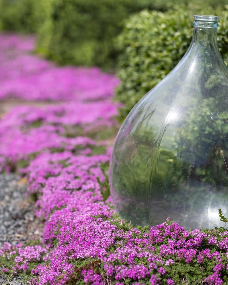 Creeping Thyme Softens Sunny Gravel Edges Creeping Thyme Softens Sunny Gravel Edges