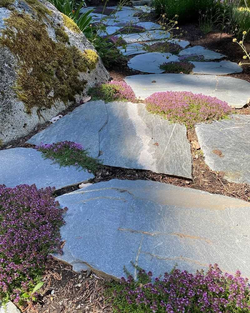 Creeping Thyme Softens Sunny Gravel Edges