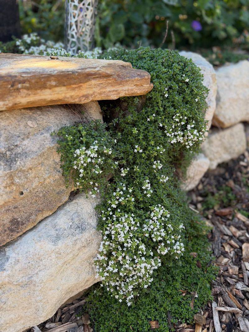 Creeping Thyme Spreads Low Without Getting Pushy
