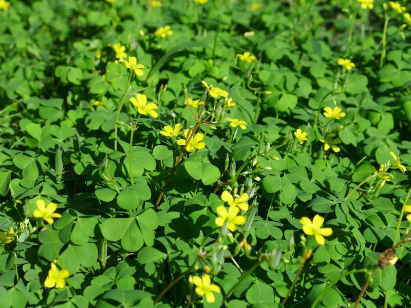 Creeping Woodsorrel Adds Tart Leaves Where Spreading Is Welcome Creeping Woodsorrel Adds Tart Leaves Where Spreading Is Welcome