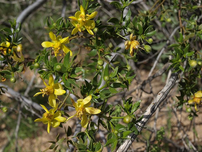 Creosote Bush Thrives In Dry Soil And Scorching Temperatures