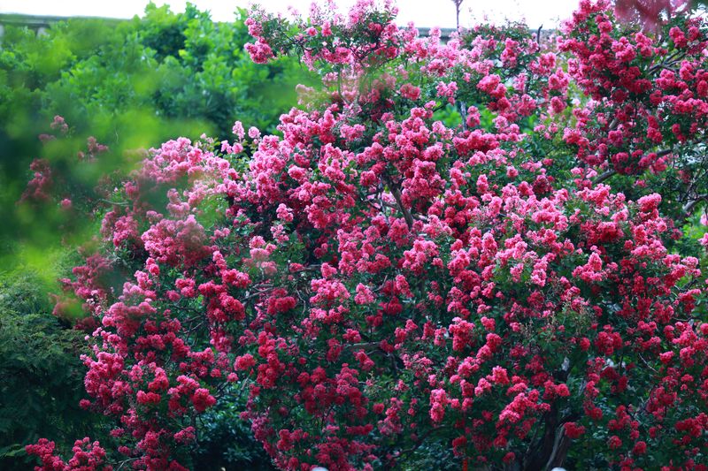 Crepe Myrtle