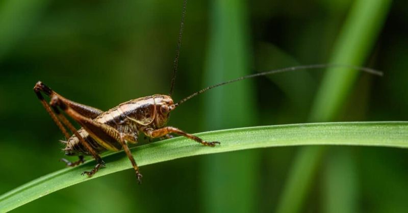 Crickets