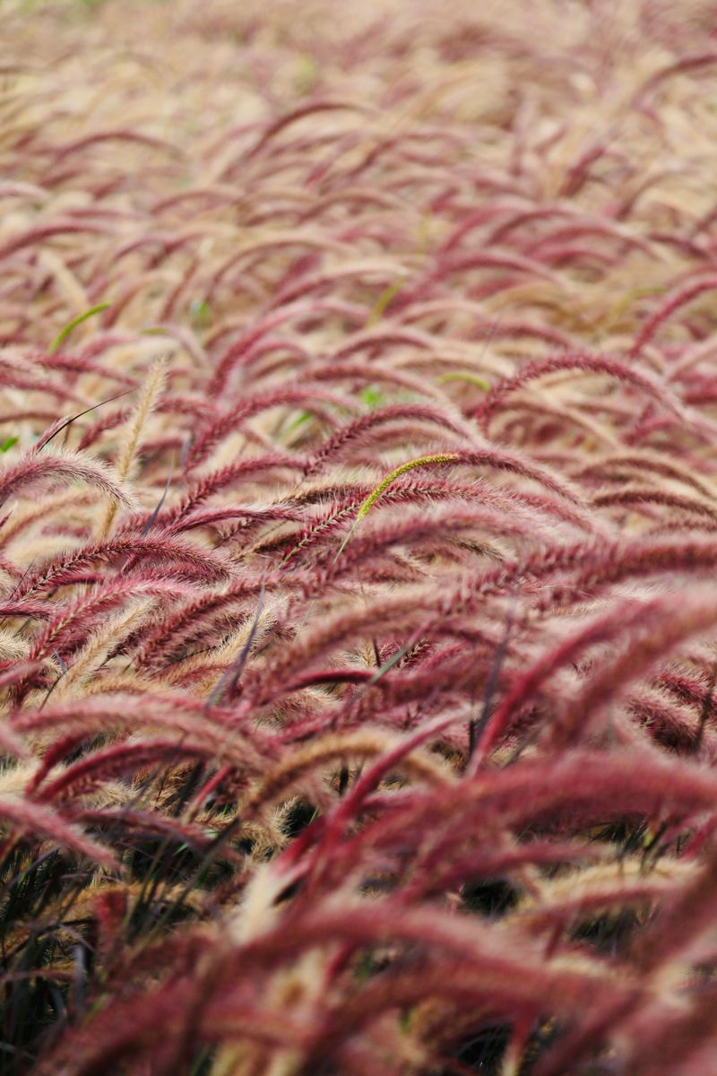 Crimson Fountain Grass Crimson Fountain Grass