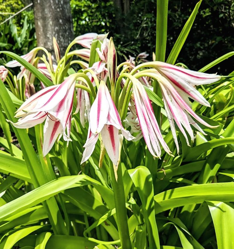 Crinum Lilies