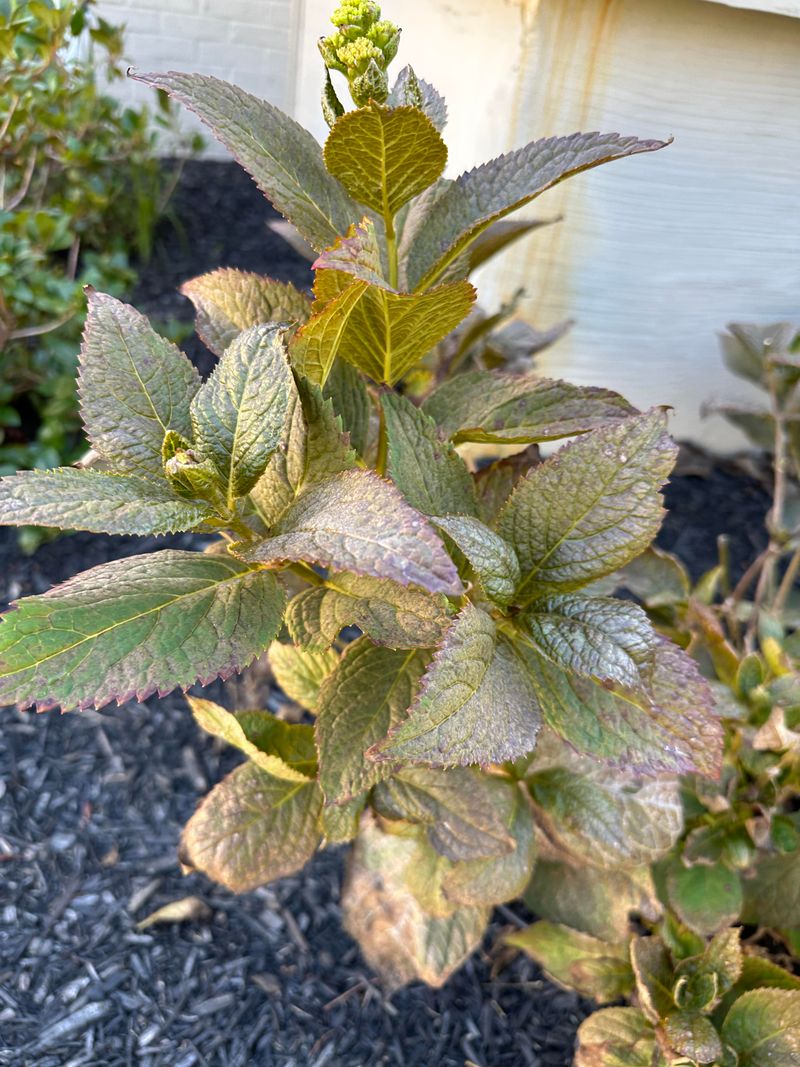 Crispy Edges Usually Point To Frost Stress