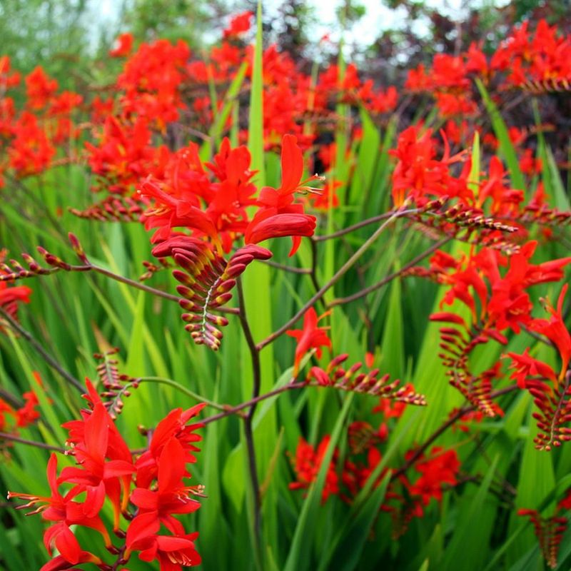 Crocosmia Adds Fiery Color To Oregon Beds