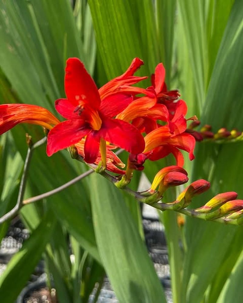 Crocosmia Brings Bold Color Without Constant Pampering