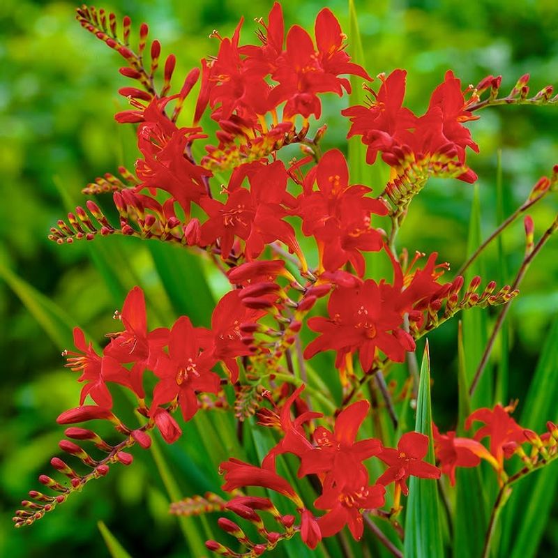 Crocosmia