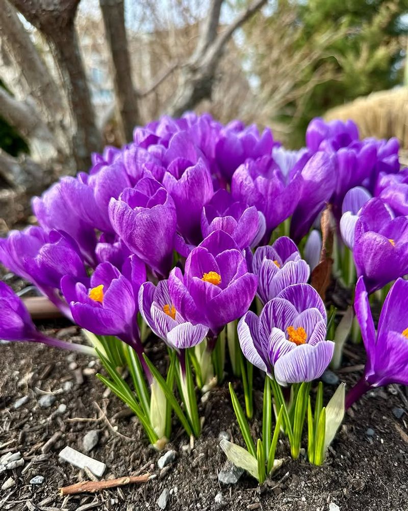 Crocus