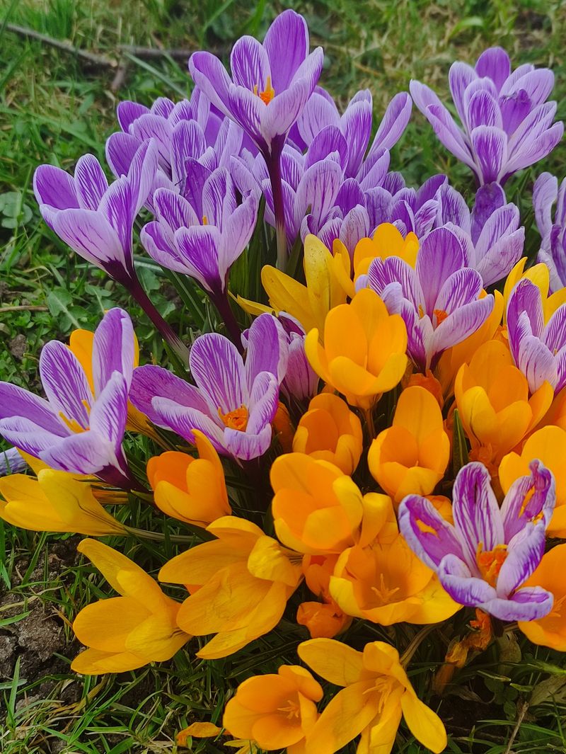 Crocuses