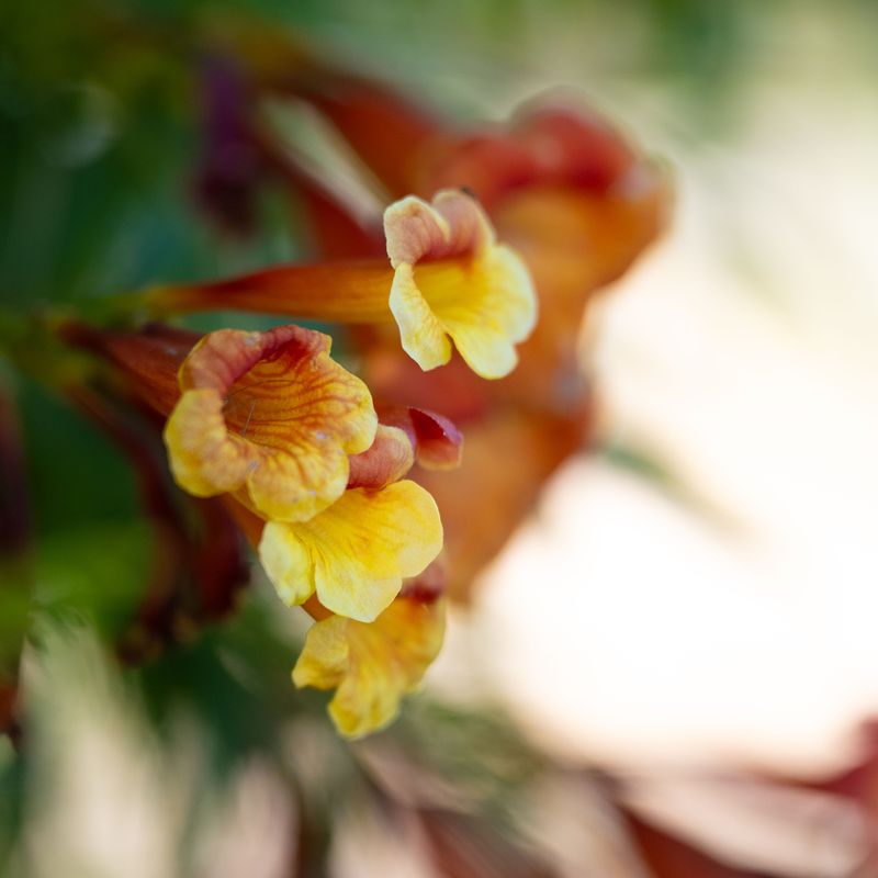 Crossvine Crossvine