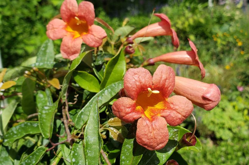 Crossvine (Bignonia Capreolata)