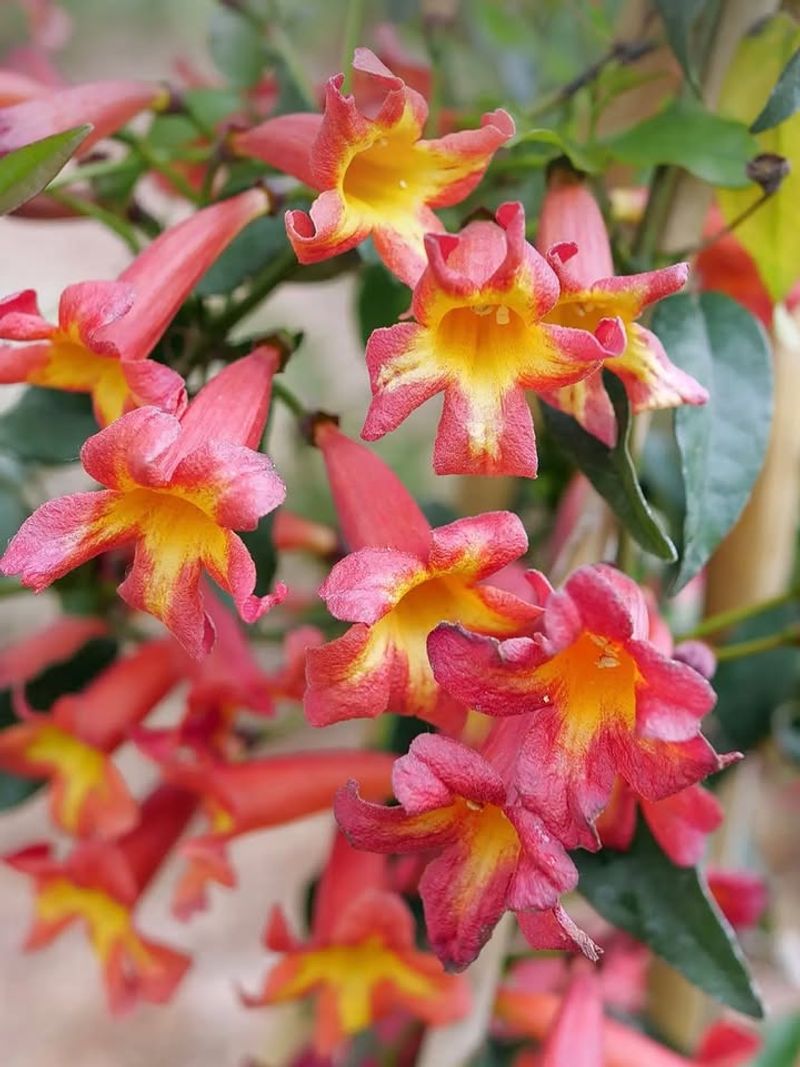 Crossvine Brings Trumpet Blooms To Humid Georgia Fences Crossvine Brings Trumpet Blooms To Humid Georgia Fences