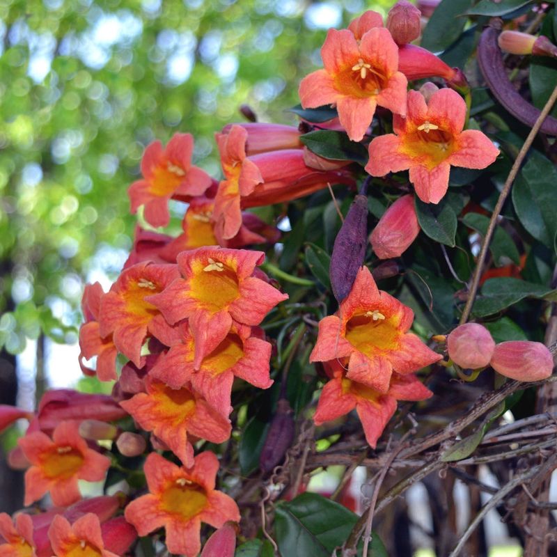 Crossvine Calls In Hummingbirds Crossvine Calls In Hummingbirds