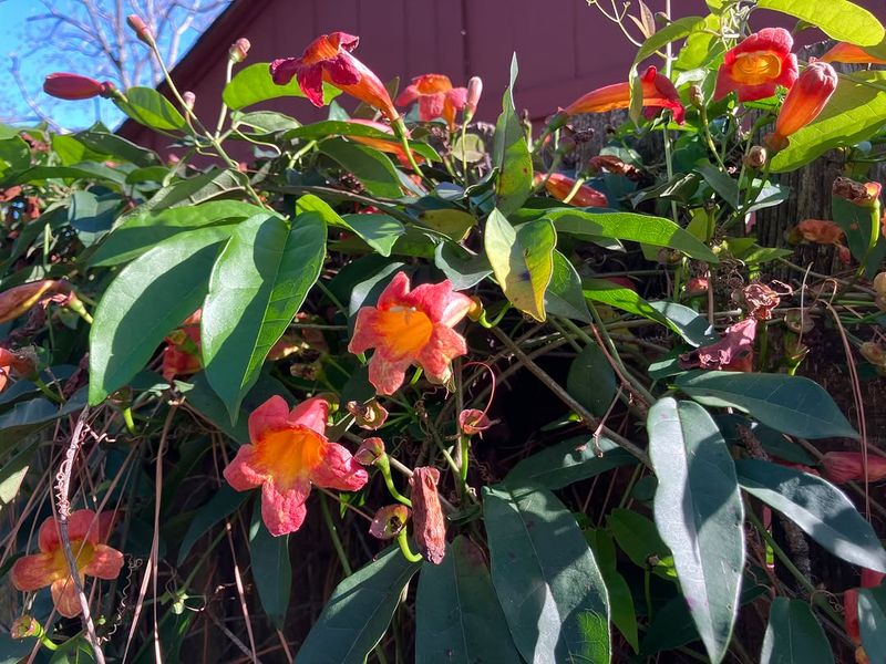 Crossvine Covers Fences With Fast Seasonal Growth