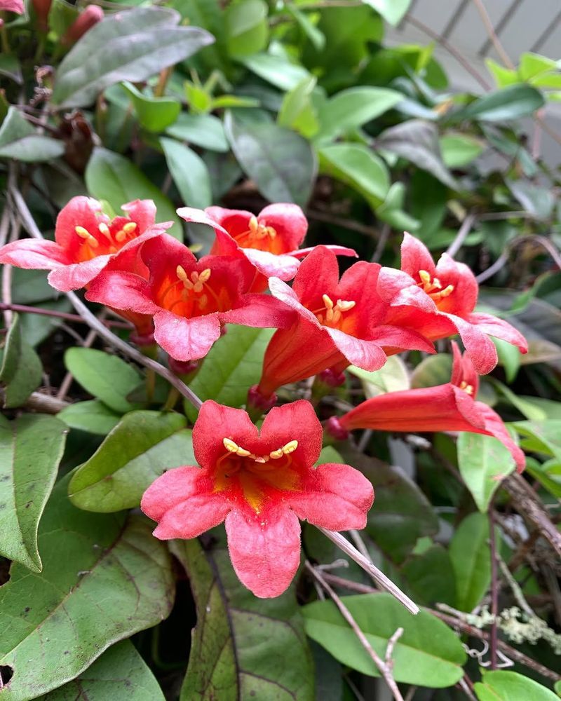 Crossvine Covers Fences With Spring Color