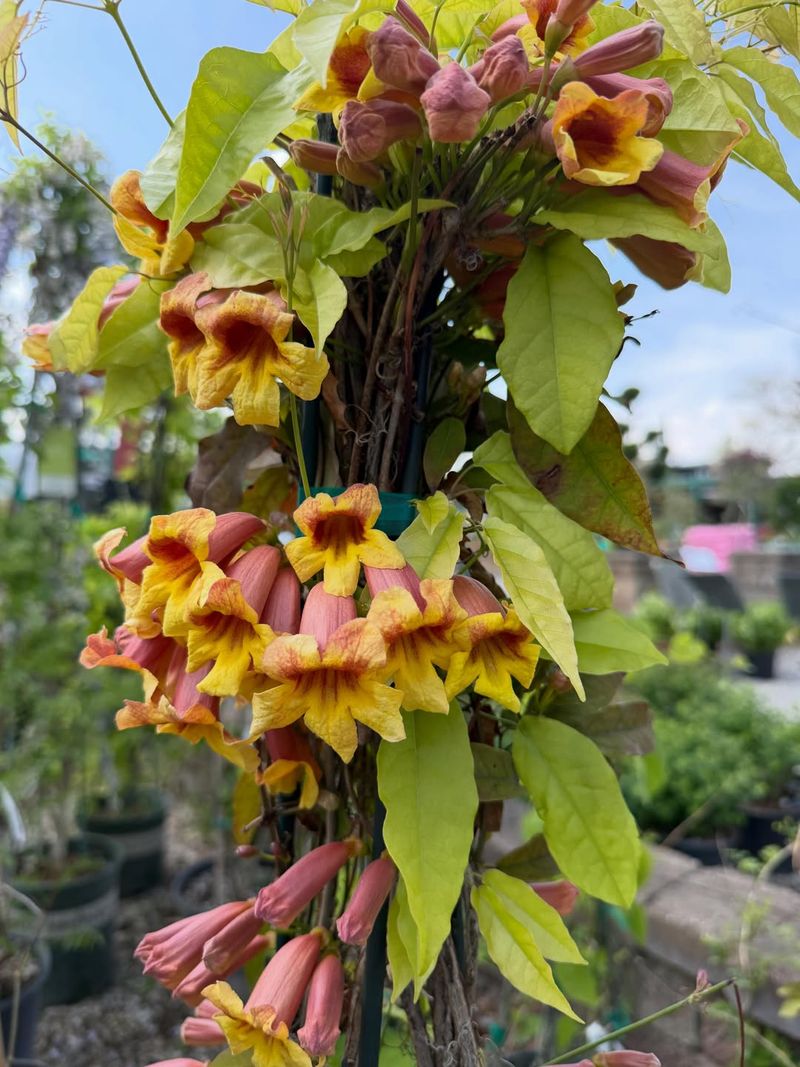 Crossvine Covers Fences With Trumpet Shaped Blooms Crossvine Covers Fences With Trumpet Shaped Blooms