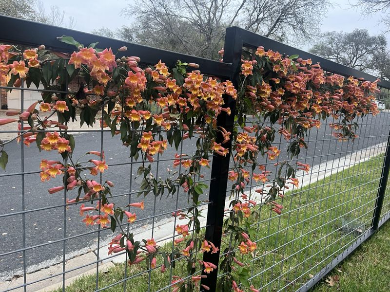 Crossvine Makes A Fence Look Better Fast Crossvine Makes A Fence Look Better Fast