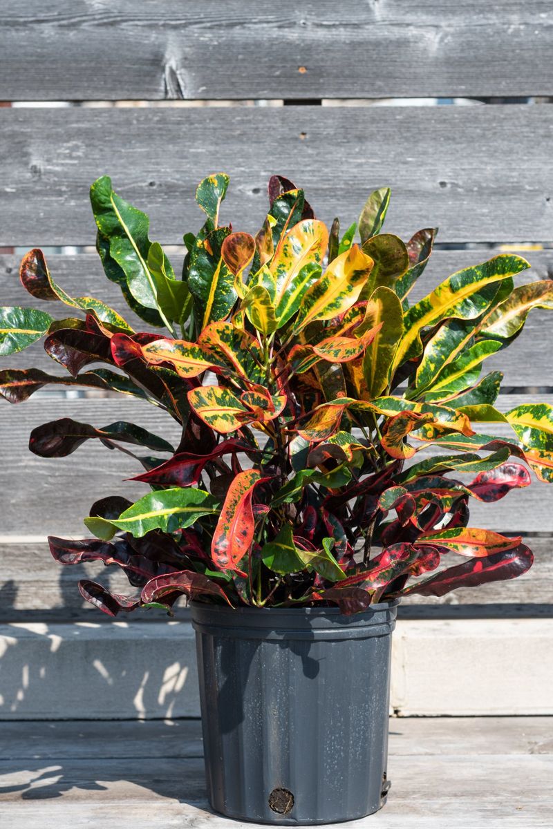 Croton Makes July Heat Look Like A Design Choice Croton Makes July Heat Look Like A Design Choice